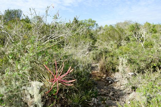 Landscape at the vegetation near a cenote at Giron on Cuba