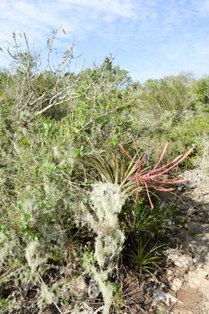 Landscape at the vegetation near a cenote at Giron on Cuba