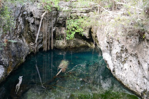 Forest with a cenote at Giron on Cuba