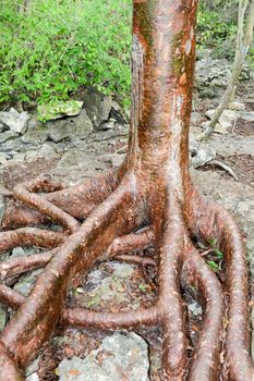 Roots of a tree on the forest at Giron on Cuba
