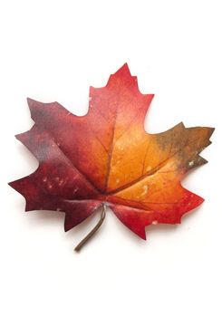 Autumn leaf over a white background