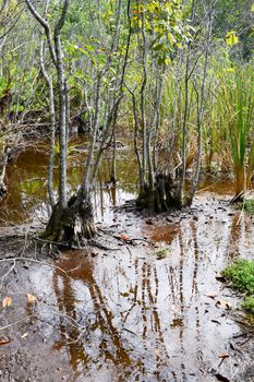 Landscape at the vegetation near a cenote at Giron on Cuba