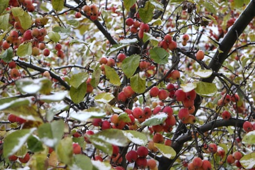 red apples on the branches covered with snow