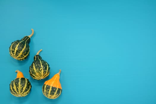 Four green and yellow bumpy ornamental gourds on a bright blue painted wooden background with copy space