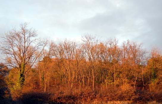 Autumn trees in the color of a sunset