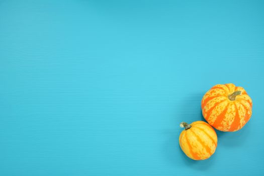 Two striped Festival squash on a teal painted wooden board background with copy space