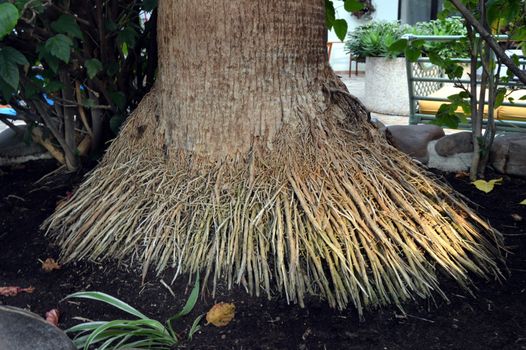 Palm footing with its roots in the ground floor