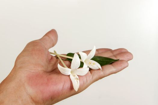 Cork tree flower, Cork Tree or Indian Cork (Millingtonia hortensis L.f.). Millingtonia flowers in human hand on white background. symbol of nursing thailand and Thai traditional medicine.