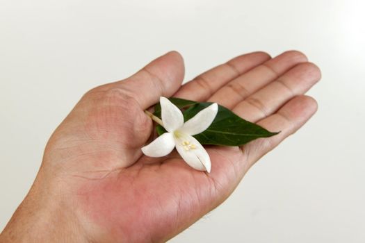 Cork tree flower, Cork Tree or Indian Cork (Millingtonia hortensis L.f.). Millingtonia flowers in human hand on white background. symbol of nursing thailand and Thai traditional medicine.