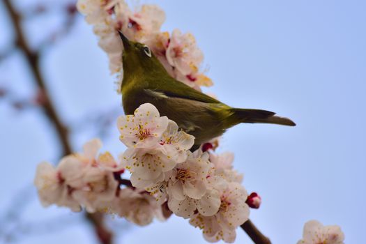 Spring background Japanese Whiye Eye Bird on blooming white Plum blossom tree