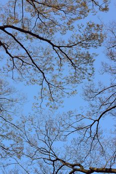 Nature background Silhouette leafless tree branches in vertical frame