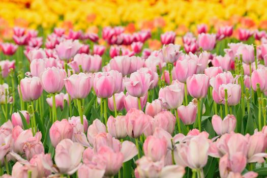 Nature background colorful Tulip flower garden in horizontal frame