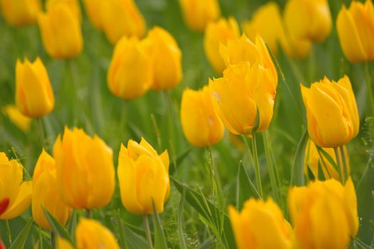 Macro details of Yellow colored Tulip flowers in horizontal frame