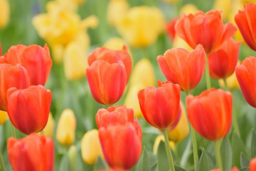 Macro texture of colorful Tulip flowers in horizontal frame