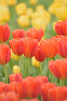 Macro texture of colorful Tulip flowers in vertical frame