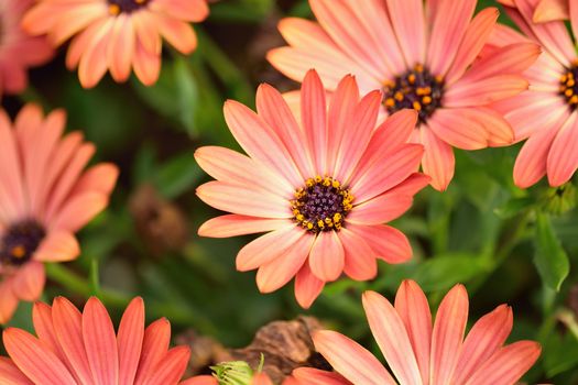 Background of pink Daisy flowers in horizontal frame