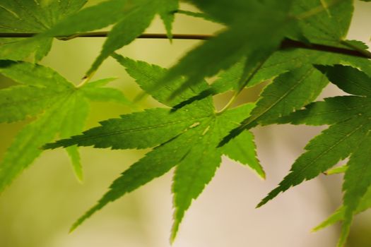 Macro details of fresh green Japanese Maple leaves in horizontal frame