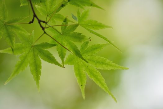 Macro details of fresh green Japanese Maple leaves in horizontal frame