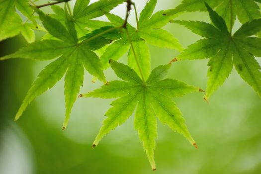 Macro details of fresh green Japanese Maple leaves in horizontal frame