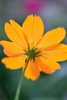 Macro texture of yellow Cosmos flower in vertical frame