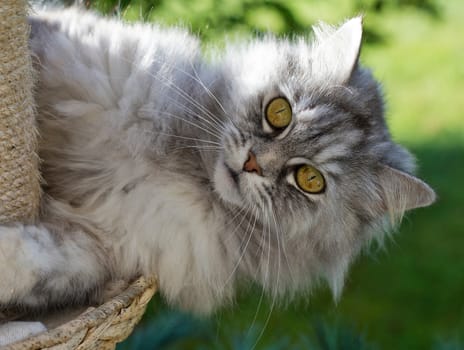 Sweet little fluffy cat looking into camera