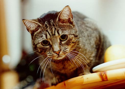 Low angle view of a domestic cat