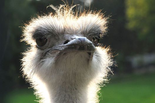 Close up view of a african ostrich bird