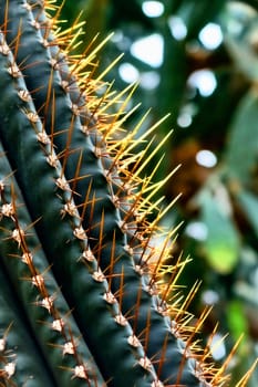 Cactus close-up viewed with backlight