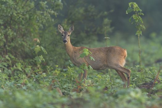 deer in captive, deer in a cage, nature series