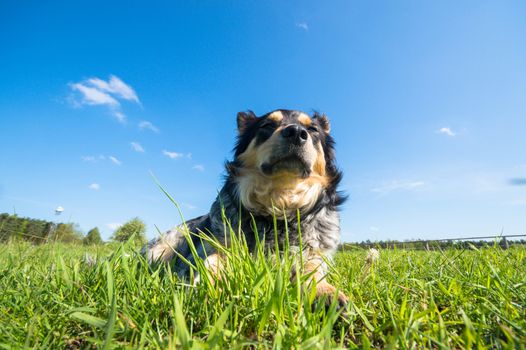funny dog in sunny day, animals series