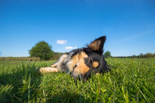 funny dog in sunny day, animals series
