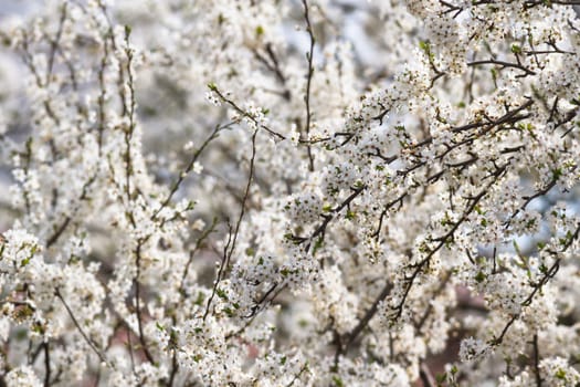 flowers as a colorful background, macro photo, nature series