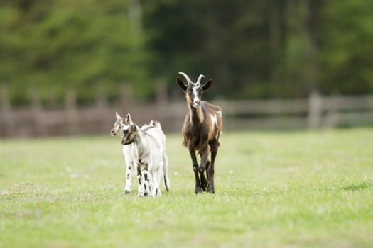goat on summer pasture, nature series