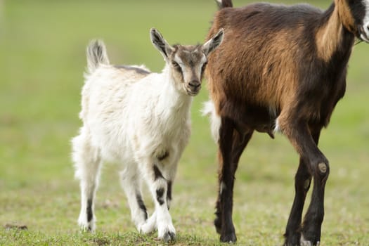 goat on summer pasture, nature series