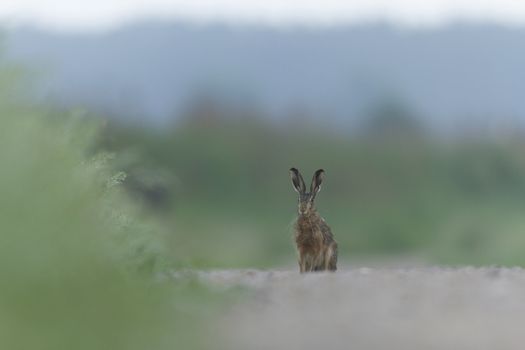 cute grey hare standing on the grass, nature series