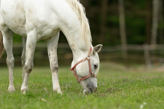 horse in a field, farm animals, nature series