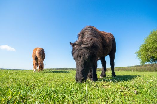 horse in a field, farm animals, nature series