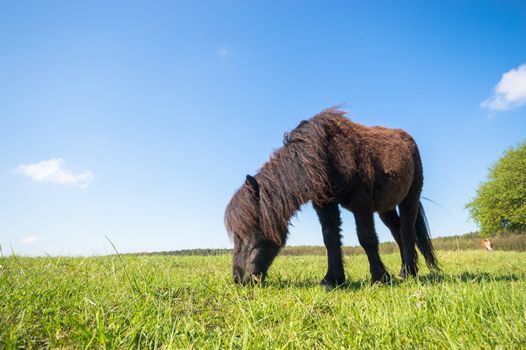 horse in a field, farm animals, nature series