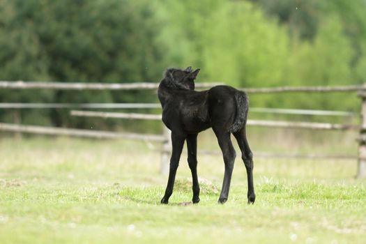 horse in a field, farm animals, nature series