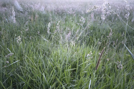 natural green colorful rural meadow, nature series