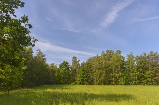 natural green colorful rural meadow, nature series