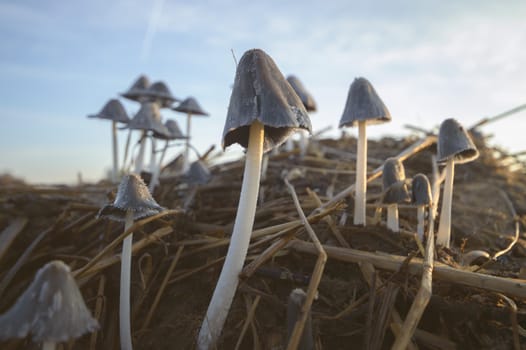 forest mushroom after longtime rain, nature series
