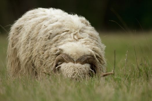sheep on grass with blue sky, some looking at the camera