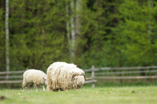 sheep on grass with blue sky, some looking at the camera