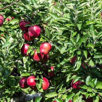 Red apples hanging on branches of an apple tree in an autumn sunny day.