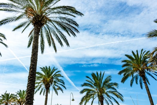 Palms Tree in the Public park, Garden setting.