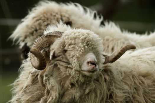 sheep on grass with blue sky, some looking at the camera