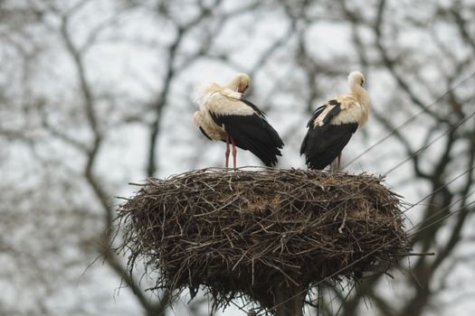 storks on green grass in sunny day, nature series
