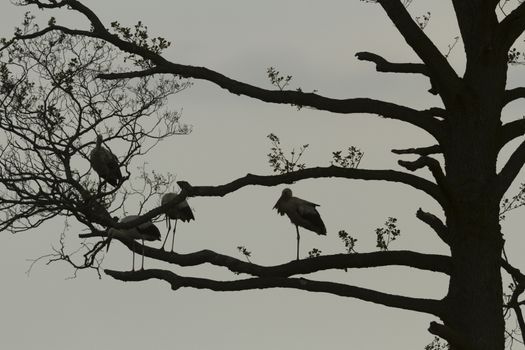 storks on green grass in sunny day, nature series