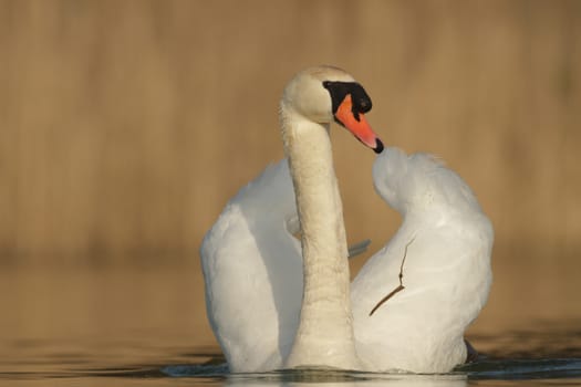 swan on blue lake in sunny day, swans on pond, nature series